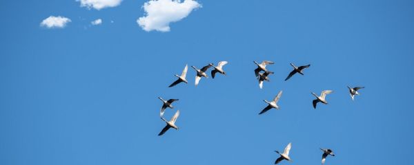 大鹅的祖先是什么 大鹅的祖先是什么动物