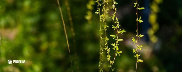柳条是什么 柳树的生长习性