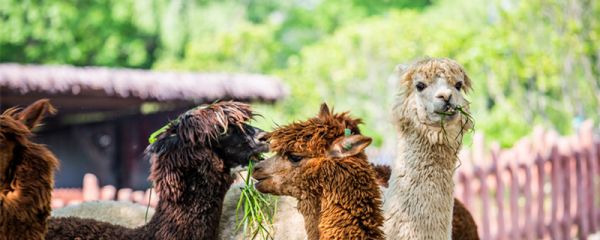 羊驼为什么吐口水 羊驼为啥吐口水