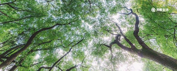 树木为什么到一定高度就不长了 为什么树木到一定高度就不长了