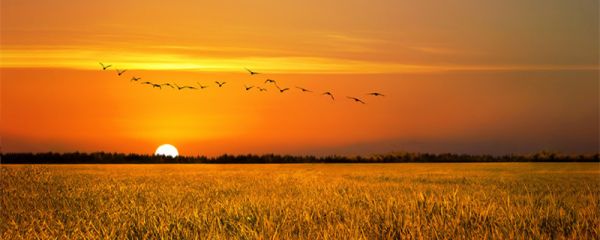时光不老岁月静好意思 时光不老岁月静好意思图片