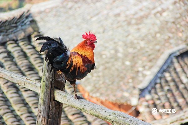 公鸡冠的功效与作用 公鸡冠主要有什么功效