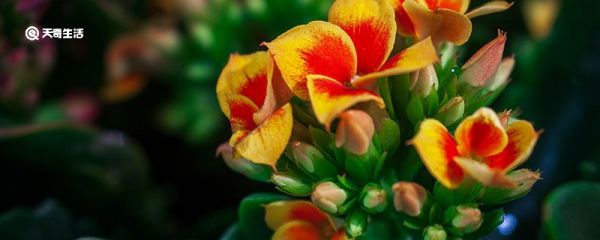 长寿花怎么养 长寿花的养殖方法