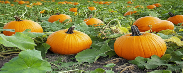 万圣节是什么节日啊 万圣节的相关传说