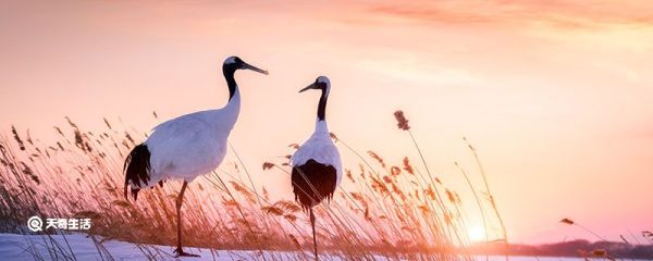 丹顶鹤的家乡在哪个省 丹顶鹤的家乡在哪个省份
