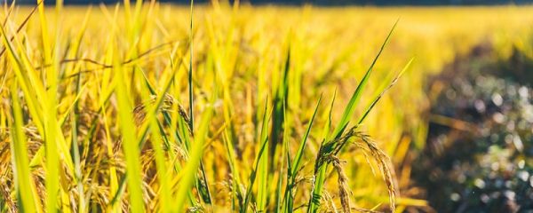 保护庄稼的益虫有哪些 吃害虫保护庄稼的益虫