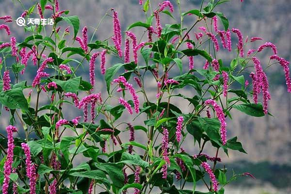 红蓼的功效与作用 红蓼的功效与作用有哪些