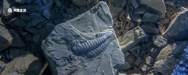 人们通过什么可以了解远古时期的生物 人们通过哪些可以了解远古时期的生物