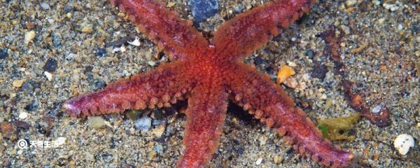 海星怎么进食 海星怎么吃东西