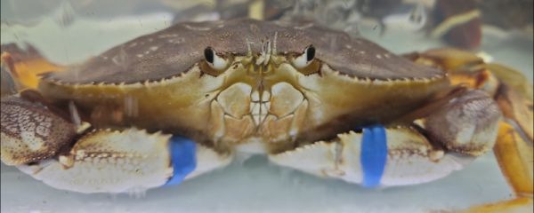 钓螃蟹用猪肝还是鸡肠 钓螃蟹需要准备什么