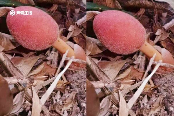 蛇菰的功效与作用 蛇菰的功效