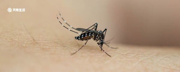 蚊虫多的环境怎么解决 蚊虫多的环境如何解决