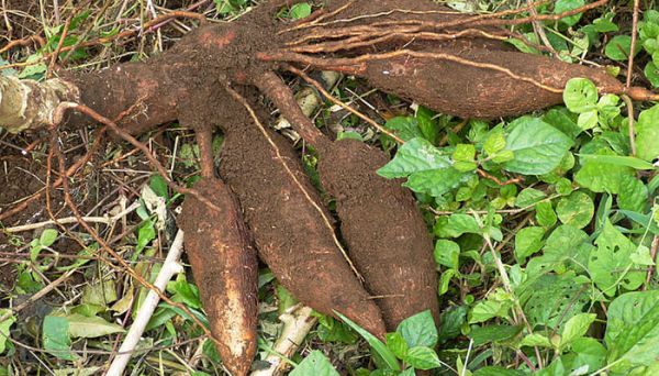 木薯是什么 木薯的作用