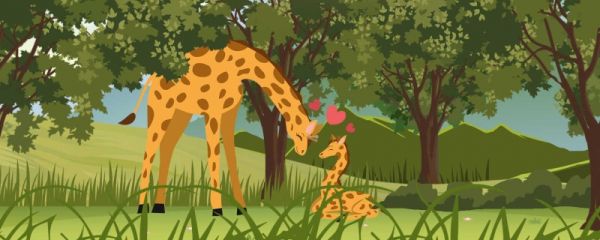 长颈鹿是怎么睡觉的