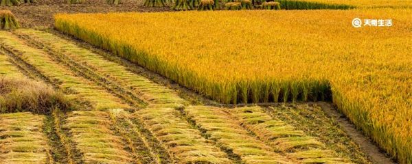 劳动节的节俗 劳动节的习俗有哪些