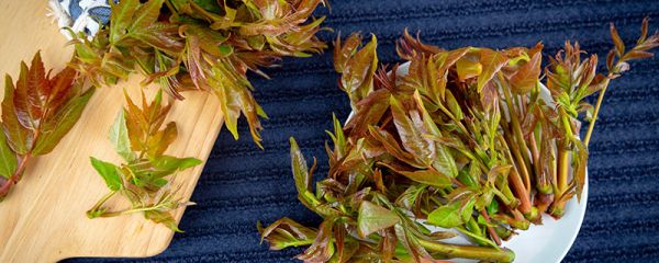 香椿有种子吗 香椿有没有种子