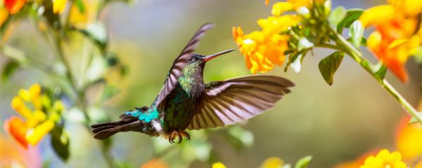 蜂鸟最小多少厘米 蜂鸟有多少厘米