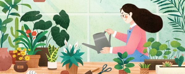 绿宝树适合放客厅吗 绿宝树可以放客厅吗