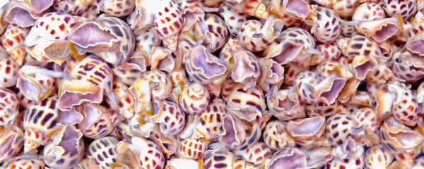 哪种田螺不能吃 哪些田螺有毒