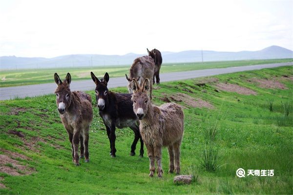 驴肾的功效与作用 驴肾的功效与作用是什么