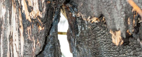 雷击木有什么作用 雷击木能辟邪吗