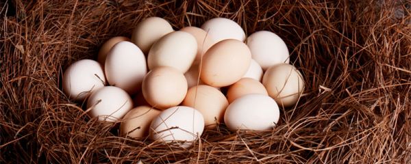 公鸡蛋的功效是什么 公鸡蛋的功效与禁忌