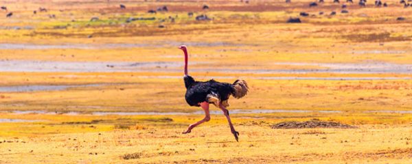中国最大的鸟 中国最大的鸟是什么鸟