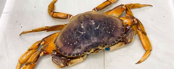 大闸蟹拿到家怎么保鲜 大闸蟹能保存多久