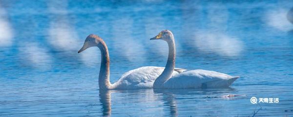 为什么动物园里的天鹅不会飞掉 动物园里的天鹅为什么不会飞掉