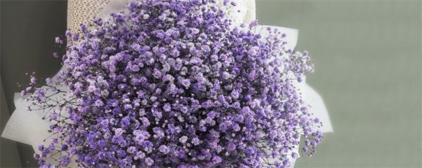 满天星花语 满天星的花语是什么