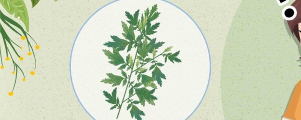 端午节插艾草表示什么 端午节的艾草有哪些作用