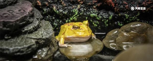 动物的舌头有哪些作用 动物的舌头有什么作用