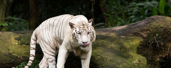 怒啸一声如霹雳是什么动物 怒啸一声如霹雳是什么生肖