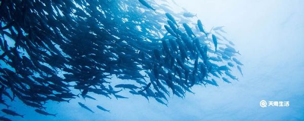 鳄雀鳝怕孔雀鱼吗 鳄雀鳝怕不怕孔雀鱼