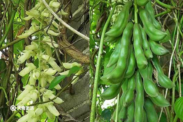 晒干狗豆的功效与作用  晒干狗豆的禁忌人群