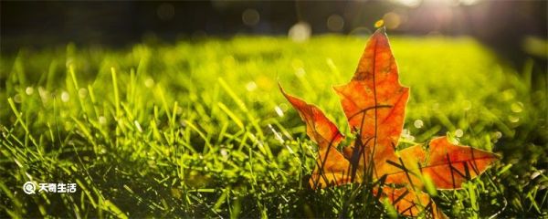 秋社是几月几日 秋社日有什么习俗