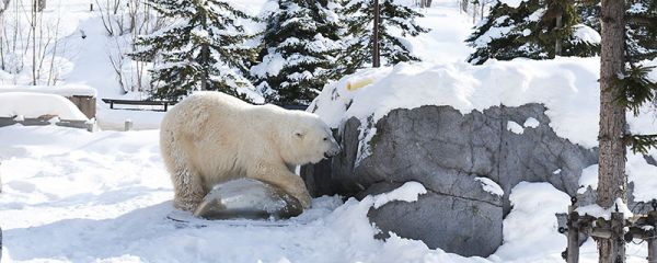 熊需要冬眠吗 熊需不需要冬眠
