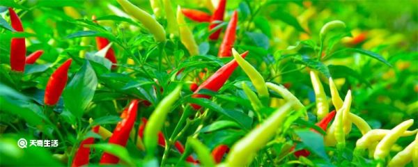 辣椒精跟辣椒的辣有什么区别 辣椒精跟辣椒的辣的区别