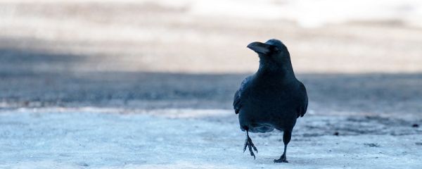 什么东西比乌鸦更讨厌 比乌鸦更讨厌的是哪个东西