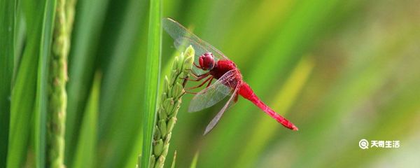 蜻蜓的特点 蜻蜓的特点是什么
