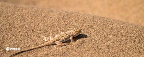 壁虎是昆虫吗 壁虎是不是昆虫