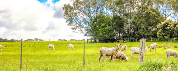 带毛的羊皮可以水洗吗 羊皮毛能用水洗吗