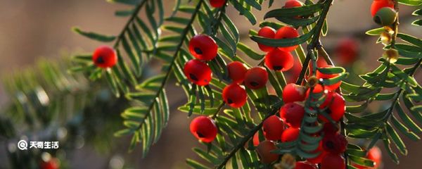 银杏水杉为什么是活化石 银杏水杉被称为活化石的原因