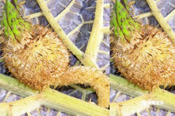 鸡头梗菜的功效与作用 鸡头梗菜的功效