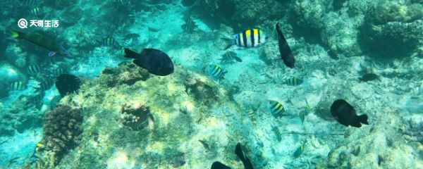 海里有什么 海里有什么动物