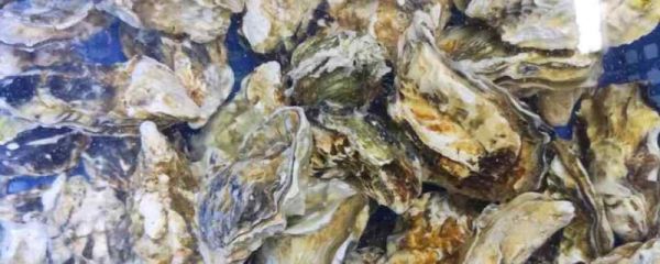 台风吹来的生蚝能不能吃 台风对生蚝的影响