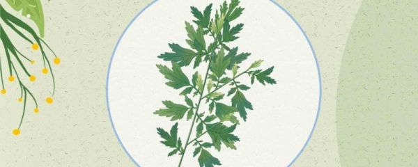 端午节插艾草的时间 端午节插艾草单数还是双数