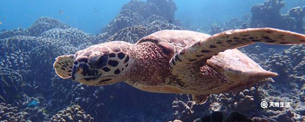 海龟为什么要自埋 为什么海龟要自埋