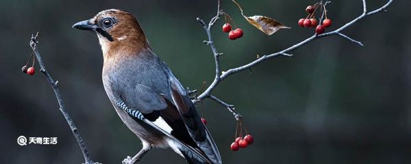 为什么鹭鸟的粪便是白色的 鹭鸟的粪便为什么是白色的
