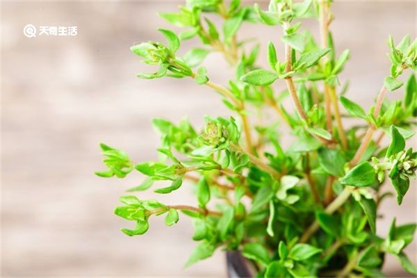 麝香草的功效与作用 麝香草有哪些功效与作用